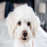 Bichon Frise